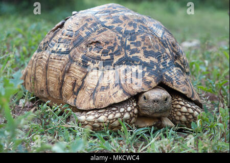 Eine große Schildkröte, streckte ihren Kopf und Beine von der Shell aus, auf das grüne Gras, Süden Äthiopiens. Stockfoto