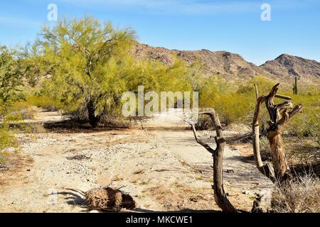 San Tan Mountain Regional Park ist über 10.000 Hektar in den unteren Sonoran Wüste. Wunderschöne Wege zum Wandern, Radfahren und Reiten. Stockfoto