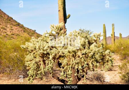 San Tan Mountain Regional Park ist über 10.000 Hektar in den unteren Sonoran Wüste. Schön zum Wandern, Radfahren und Reiten. Stockfoto