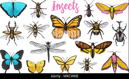 Verschiedene Insekten gesetzt. Schmetterling und Libelle, Bug- und PET-Biene. Mystische Symbol der Freiheit. entomologischen Sammlung. graviert Hand in alte Skizze Vintage Style gezeichnet. t-shirt oder scrapbooking Design. Stock Vektor