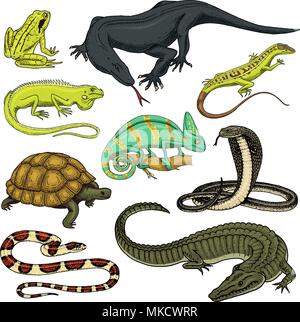 Satz von Reptilien und Amphibien. Wilde Krokodile, Alligatoren und Schlangen, Waran, Chamäleon und Schildkröte. Pet und tropische Tier. Graviert Hand in alten Vintage Skizze gezeichnet. Vector Illustration. Stock Vektor