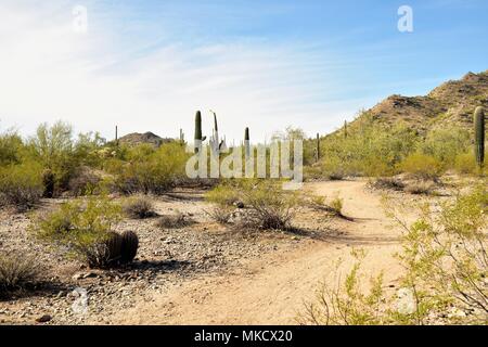 San Tan Mountain Regional Park ist über 10.000 Hektar in den unteren Sonoran Wüste. Wunderschöne Wege zum Wandern, Radfahren und Reiten. Stockfoto