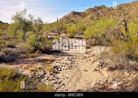 San Tan Mountain Regional Park ist über 10.000 Hektar in den unteren Sonoran Wüste. Wunderschöne Wege zum Wandern, Radfahren und Reiten. Stockfoto