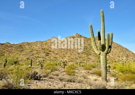 San Tan Mountain Regional Park ist über 10.000 Hektar in den unteren Sonoran Wüste. Wunderschöne Wege zum Wandern, Radfahren und Reiten. Stockfoto