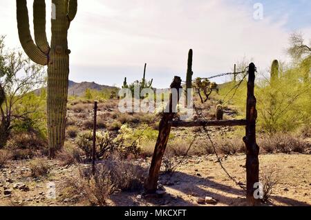 San Tan Mountain Regional Park ist über 10.000 Hektar in den unteren Sonoran Wüste. Wunderschöne Wege zum Wandern, Radfahren und Reiten. Stockfoto