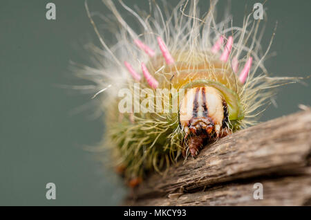 Eacles imperialis Caterpillar Stockfoto