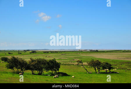 Sonnige Aussicht von Tithebarn Hügel, südlich von glasson Dock, über Felder mit Hecke und grasenden Schafen, verbiegen sich die Farm und Fluss Lune Mund, Lancashire, Großbritannien Stockfoto