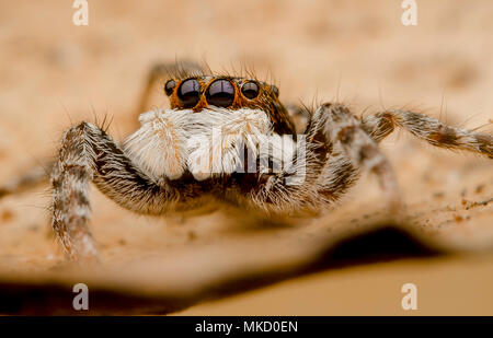 Jumping Spider Menemerus semilimbatus Stockfoto