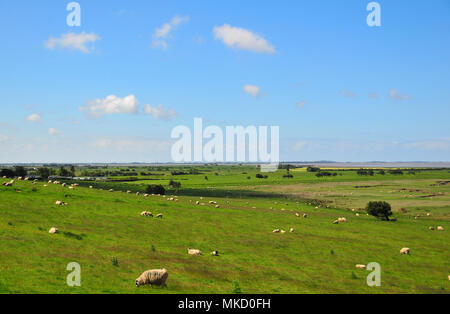 Sonnige Aussicht, von Tithebarn Hügel, südlich von glasson Dock, über Felder und Salzwiesen mit vielen Schafen, in Richtung des Flusses Lune Mund, Lancashire, Großbritannien Stockfoto