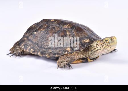 Southern western Sumpfschildkröte (Actinemys marmorata Githago) auf weißem Hintergrund Stockfoto