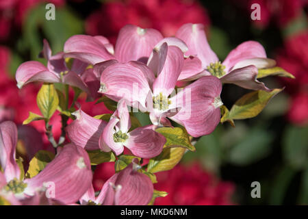 Cornus florida Cherokee Sonnenuntergang Stockfoto