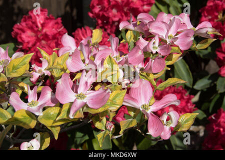 Cornus florida Cherokee Sonnenuntergang Stockfoto