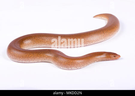 Somalischer Sand boa (Gongylophis colubrinus rufescens), Southwestern Somalia Stockfoto
