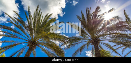 Aussicht auf zwei Palmen aus dem Boden, die Sonne scheint durch die Blätter und wunderschönen blauen Himmel als Hintergrund. Karibik Insel Curacao Stockfoto