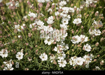 Blühende meer Campion, Silene uniflora, im Mai auf Chesil Beach in der Nähe von West Bexington Dorset England UK. Meer Campion begünstigt Küstenregionen d Stockfoto