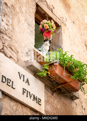 Cat Blick aus dem Fenster auf die River Street, Umbrien, Italien Stockfoto
