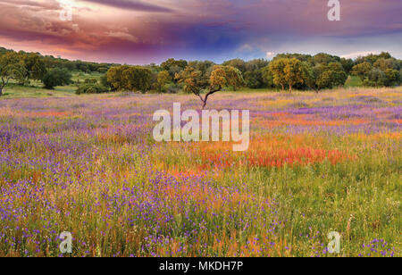 Die malerische Landschaft mit alten Korkeichen, wildflower Feld in Blüte und dramatische Wolken Stockfoto