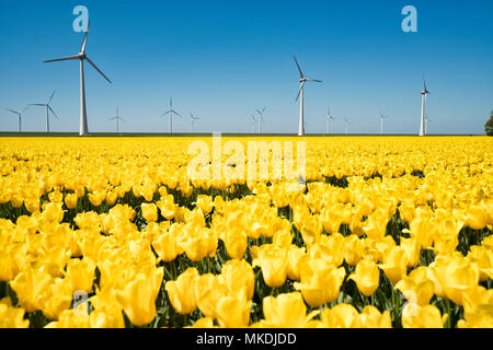Typische holländische Windmühlen mit gelben Tulpen Feld im Vordergrund. Stockfoto