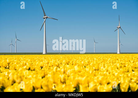 Typische holländische Windmühlen mit gelben Tulpen Feld im Vordergrund. Stockfoto