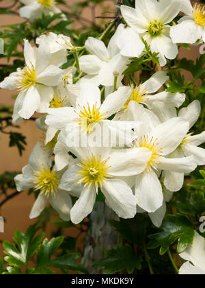 Gelbe Augen, weiße Blumen der Winterharte immergrüne Kletterpflanze, Clematis x cartmanii "Lawine" Stockfoto