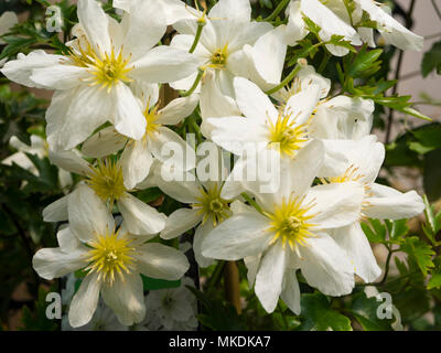 Gelbe Augen, weiße Blumen der Winterharte immergrüne Kletterpflanze, Clematis x cartmanii "Lawine" Stockfoto