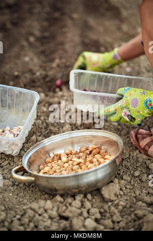 Bauer Frau einpflanzen Schnittlauch Zwiebeln in Ihrem Garten Stockfoto