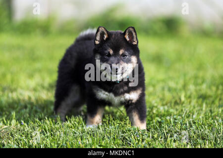 Nahaufnahme eines Sieben Wochen alte japanische shiba inu Welpen Stockfoto