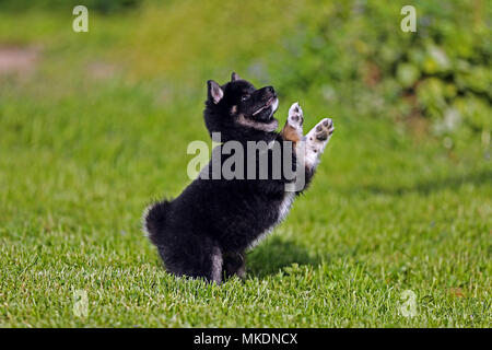 Wenige Wochen alten shiba inu Welpen spielen im Sommer Garten Stockfoto