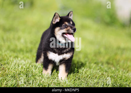 Shiba Inu Welpen im Sommer die Sonne Garten Stockfoto