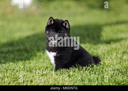 Shiba Inu Welpen im Sommer die Sonne Garten Stockfoto