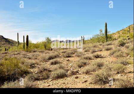 San Tan Mountain Regional Park ist über 10.000 Hektar in den unteren Sonoran Wüste. Wunderschöne Wege zum Wandern, Radfahren und Reiten. Stockfoto