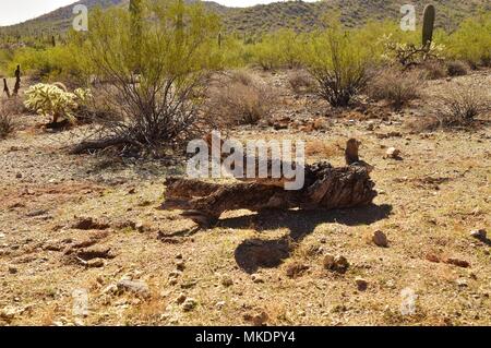 San Tan Mountain Regional Park ist über 10.000 Hektar in den unteren Sonoran Wüste. Wunderschöne Wege zum Wandern, Radfahren und Reiten. Stockfoto