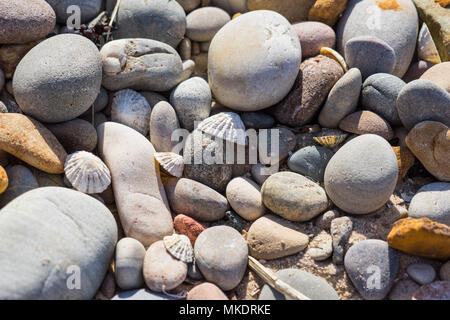 Algen in einem Felsenpool. Rock Pooling mit Kindern. Sonnenurlaub am Meer in Großbritannien. Stockfoto