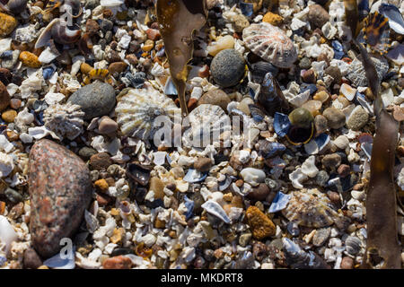 Algen in einem Felsenpool. Rock Pooling mit Kindern. Sonnenurlaub am Meer in Großbritannien. Stockfoto