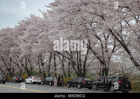 Riesige reifen die Kirschbäume in voller Blüte entlang einer Straße in Gyeongju, Südkorea, haben viele Autos zu stoppen, um die Schöne rosa Blüten zu sehen. Stockfoto