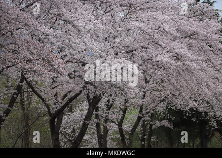 Riesige reifen die Kirschbäume in voller Blüte mit hellrosa Blüten in Gyeongju, Südkorea entlang einer Straße bei beojkkoch oder Sakura. Stockfoto