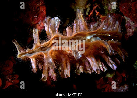 Makro Detail der Jugendlichen raue Stifteschale (Pinna rudis) Muster, die in der tiefe Riffe von Es Vedrá Inselchen (Ibiza, Balearen, Spanien) Stockfoto