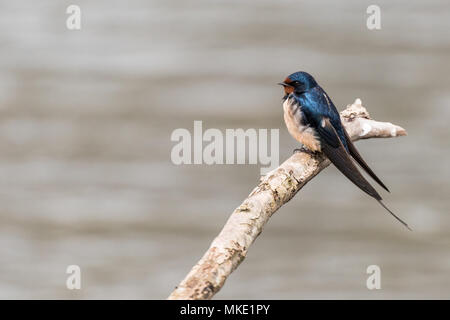 Eine Schwalbe sitzt auf einem Ast über dem Wasser in der oostvaardersplassen in den Niederlanden. Stockfoto