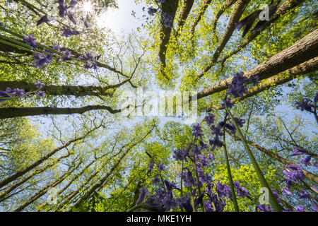 Der froschperspektive einer Hampshire bluebell Holz bis in die Haube an einem sonnigen Frühlingstag suchen Stockfoto
