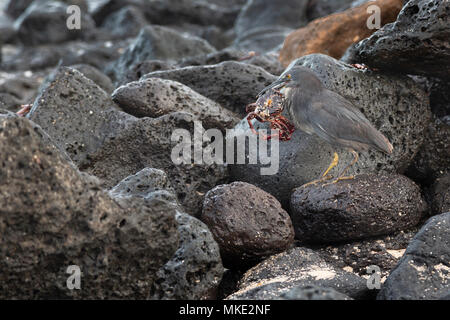 Lava Heron oder Galapagos Heron (Butorides sundevalli), Galapagos, Ecuador Stockfoto