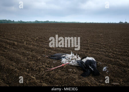 Tote Storch für Landwirtschaft Feld Stockfoto