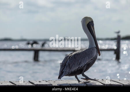 Schöne braune Pelikan zeigt seine langen Schnabel. Dieses schöne nordamerikanischen Vogels feeds durch Tauchen in Wasser und fangen ihre Beute in seiner Kehle Beutel. Stockfoto