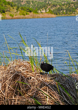 Ein blässhuhn stehend auf trockenen Schilf und blaue See und die grünen Hügel im Hintergrund Stockfoto