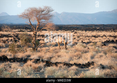 Afrikanische Wüste mit getrockneten Vegetation, in der Nähe der Baum steht ein Kamel, im Hintergrund aus einer Kette von Bergen, Äthiopien. Stockfoto