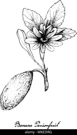 Tropische Früchte, Illustration Hand gezeichnete Skizze von Bananen Maracuja oder Passiflora Mollissima Früchte isoliert auf einem weißen Hintergrund. Mit Vitamin Stock Vektor