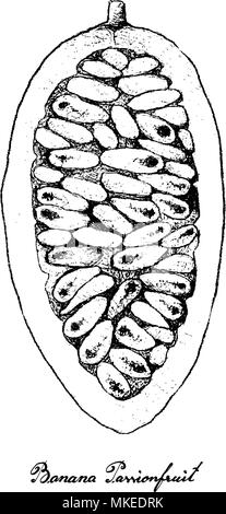 Tropische Früchte, Illustration Hand gezeichnete Skizze von Bananen Maracuja oder Passiflora Mollissima Früchte isoliert auf einem weißen Hintergrund. Mit Vitamin Stock Vektor