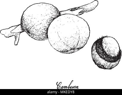 Tropische Früchte, Illustration von Hand gezeichnete Skizze Cambuca oder plinia Edulis Früchte isoliert auf weißem Hintergrund. Stock Vektor