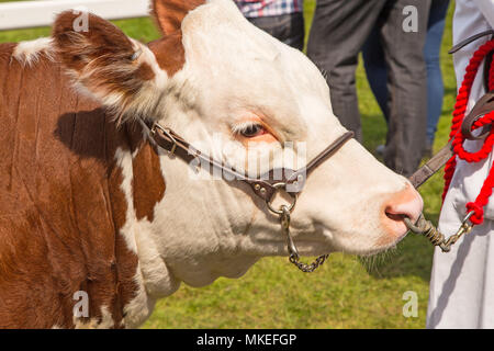 Ein Champion Hereford Bull auf Anzeige an einem traditionellen Grafschaft zeigen Stockfoto