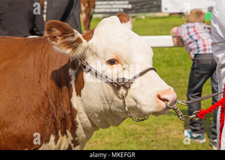 Ein Champion Hereford Bull auf Anzeige an einem traditionellen Grafschaft zeigen Stockfoto