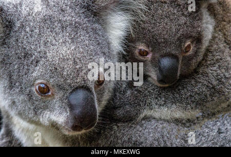 Koala und Joey unter Gummi Blätter Stockfoto